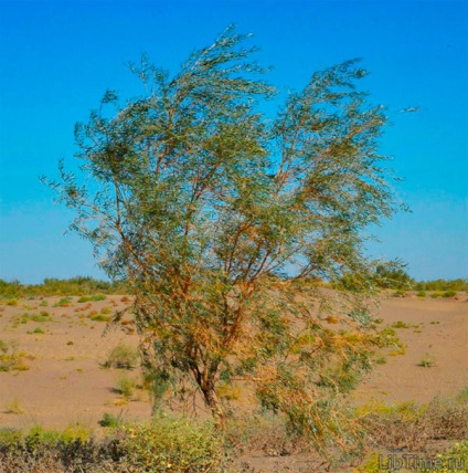 Cum pădurea afectează natura înconjurătoare