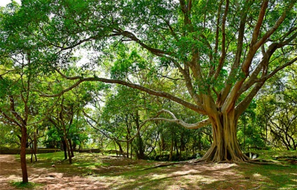 Cum pădurea afectează natura înconjurătoare