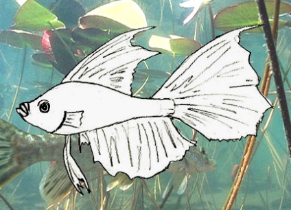 Cum de a desena un pește, desen lecții și Photoshop