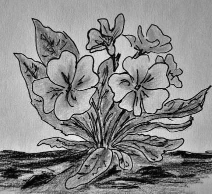 Cum de a desena o floare de primrose în creion în etape