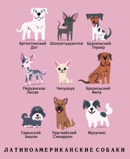 Ce naționalitate este câinele dvs. o lume uimitoare a animalelor