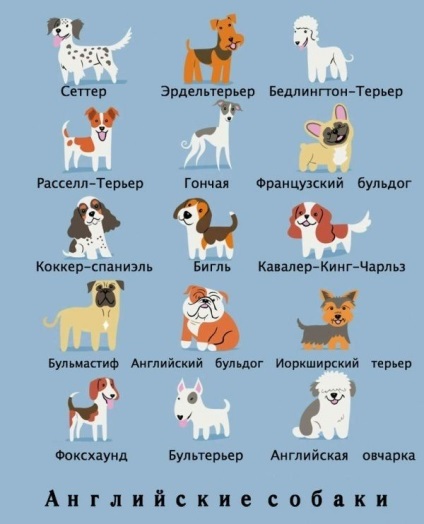 Ce naționalitate este câinele dvs. o lume uimitoare a animalelor