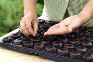 A tőzegtáblák használata a palánták számára könnyű feladat