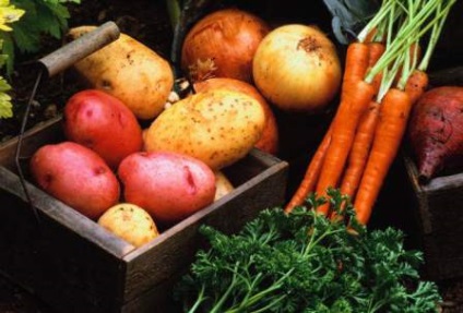 Hogyan tárolható az ország zöldségei (burgonya, sárgarépa, cékla)