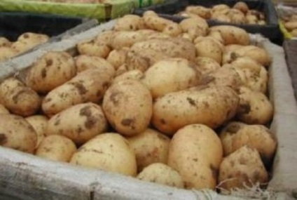 Cum se păstrează legumele în țară (cartofi, morcovi, sfecla)