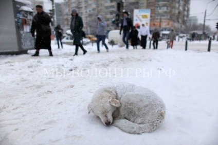 Cum locuitorii Moscovei pot ajuta un câine fără adăpost