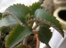 Kalanchoe copiilor