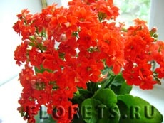 Speciile Kalanchoe, cultivarea și îngrijirea - plante și flori de interior