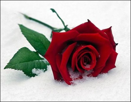Imagini ale trandafirului în zăpadă
