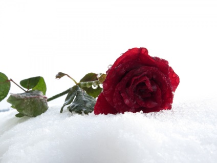 Imagini ale trandafirului în zăpadă