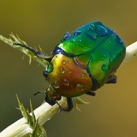 Cum arată gândacii?