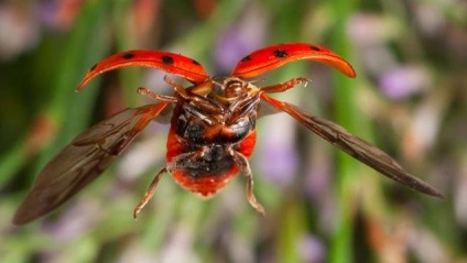 Ce gândesc scarabul, rogue, Colorado și alți gândaci?