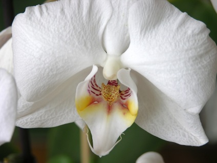 Ceramică clasă maestru de floristică privind crearea de phalaenopsis din argilă polimer