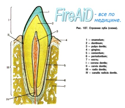 Clasificarea cavităților dintelui