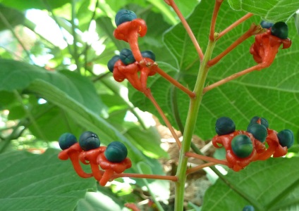 Clerodendrum Thompson - îngrijire la domiciliu, reproducere