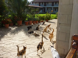 Manastirea pisica (manastirea Sfantul Nicolae) din Limassol