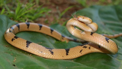 Imagine de șarpe de pisică și descrierea șarpelui de pisică caucaziană