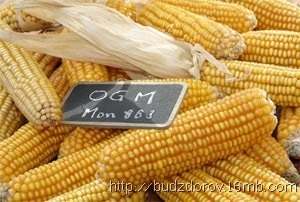 Porumb mon863 de la Monsanto, Prezentare generală a OMG-urilor