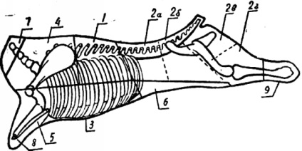 Numirea culinară a părților carcasei de carne de vită