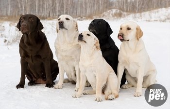 Labrador Retriever descriere, foto, video, selecție catelus