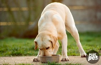 Labrador Retriever descriere, foto, video, selecție catelus