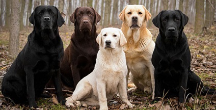 Descrierea rasei Labrador Retriever, fotografie, video, pepiniere