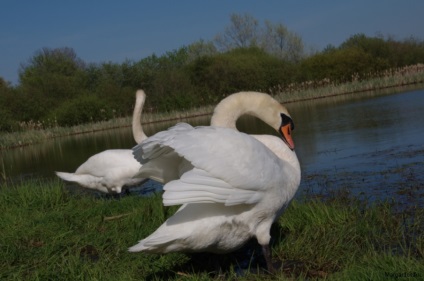 Iubirea lui Swan a iubirii, undeva sub Zelenograd
