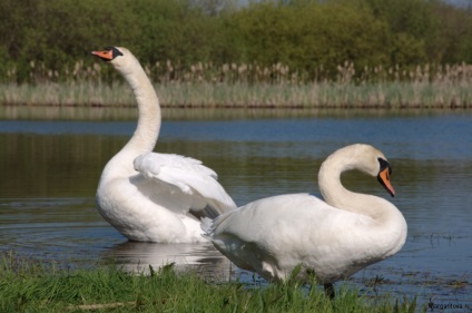 Iubirea lui Swan a iubirii, undeva sub Zelenograd