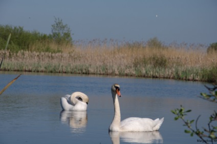 Iubirea lui Swan a iubirii, undeva sub Zelenograd
