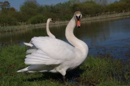 Iubirea lui Swan a iubirii, undeva sub Zelenograd