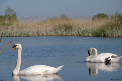 Iubirea lui Swan a iubirii, undeva sub Zelenograd