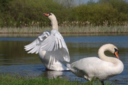 Iubirea lui Swan a iubirii, undeva sub Zelenograd