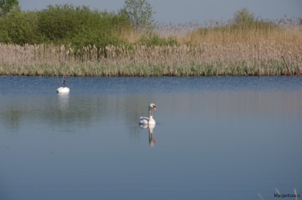 Iubirea lui Swan a iubirii, undeva sub Zelenograd