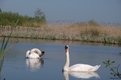 Iubirea lui Swan a iubirii, undeva sub Zelenograd