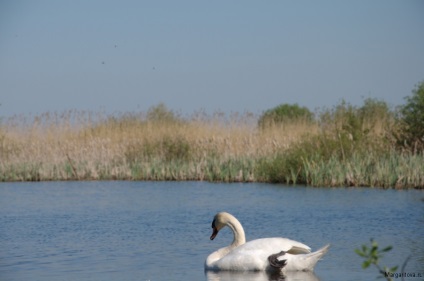 Iubirea lui Swan a iubirii, undeva sub Zelenograd