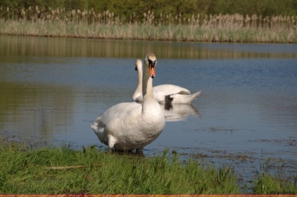 Iubirea lui Swan a iubirii, undeva sub Zelenograd