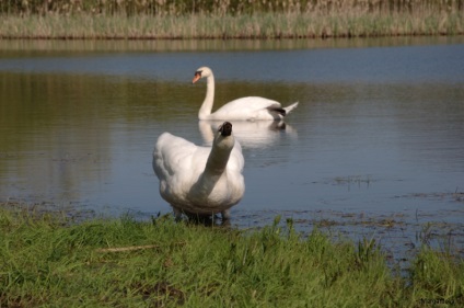 Iubirea lui Swan a iubirii, undeva sub Zelenograd