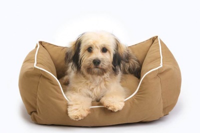 Paturi pentru câini de o varietate, cum să alegi un pat de câine, când să obișnuiești