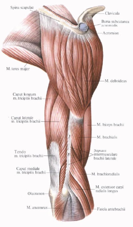 Musculatura ulnară este