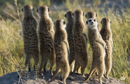 Mesterséges mongoosok és napos meerkats