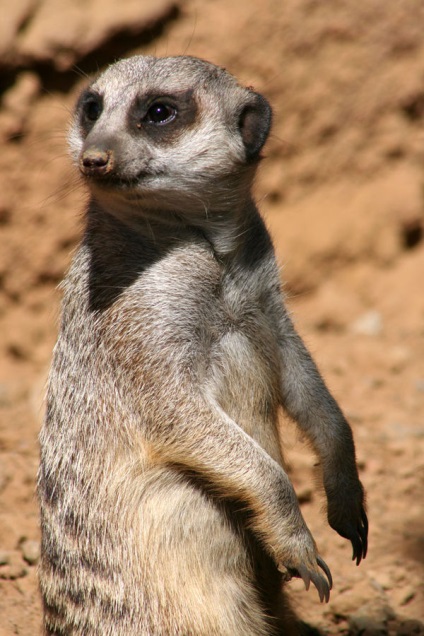 Mesterséges mongoosok és napos meerkats