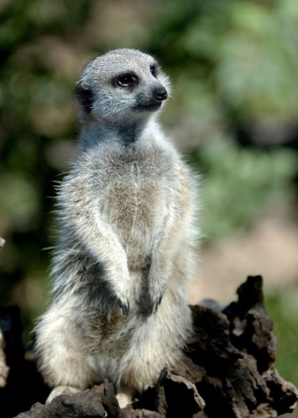 Mesterséges mongoosok és napos meerkats