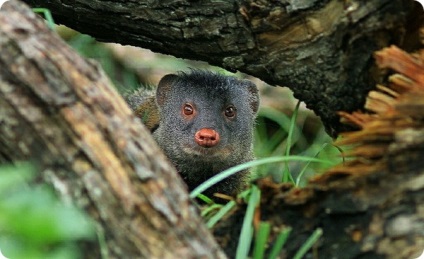 Mesterséges mongoosok és napos meerkats