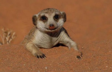 Mesterséges mongoosok és napos meerkats