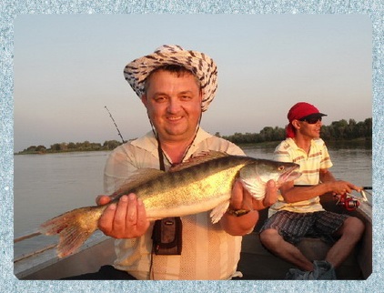 Catching de pikeperch pe Volga și Akhtuba în cazul în care, cum, când, calendarul de biciuie Pike Sting în Volga inferior