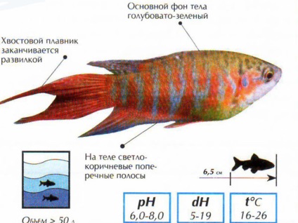 Îngrijirea, întreținerea și compatibilitatea Macropod cu alte pești