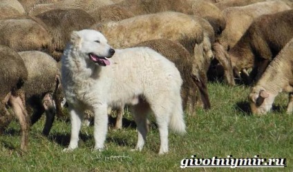 Maremma a kutya