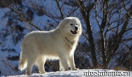 Maremma câinele