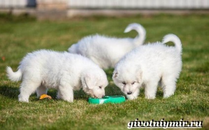 Maremma câinele