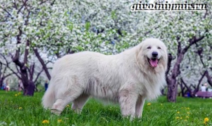 Maremma a kutya